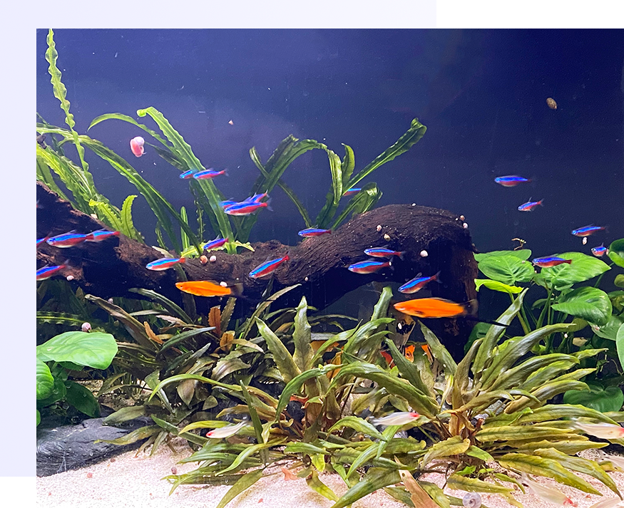 Vissen in gezelschapsaquarium
