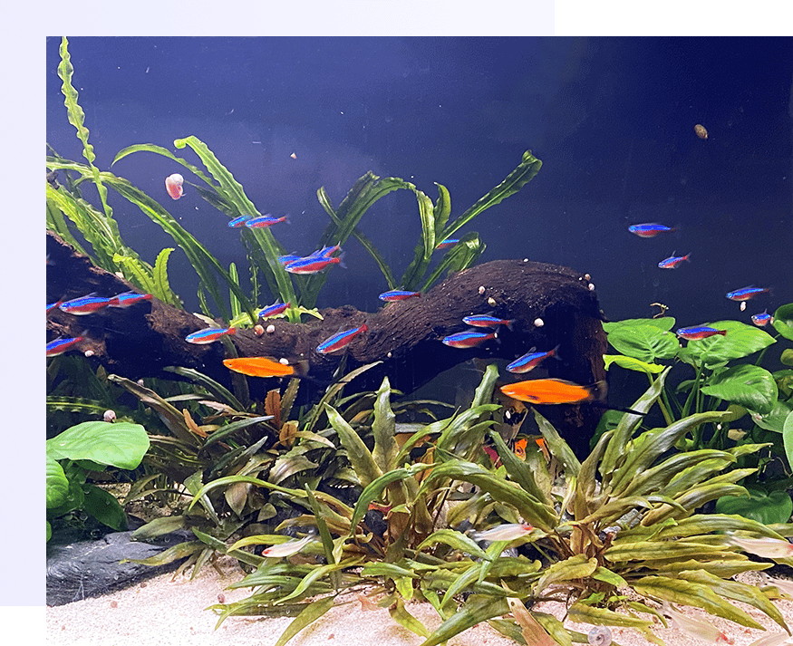 Vissen in gezelschapsaquarium