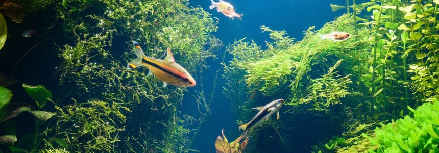 Vissen in gezelschapsaquarium