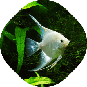 Vissen in gezelschapsaquarium