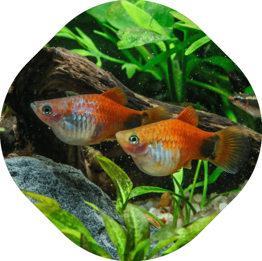 Vis in gezelschapsaquarium