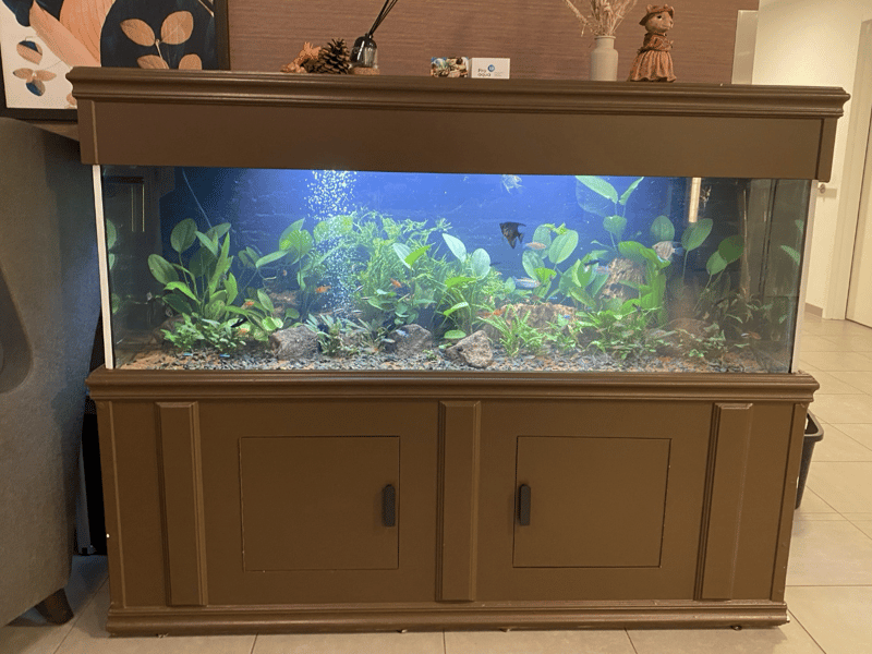 Nieuw leven in het aquarium van WZC Beukenhof in Kalmthout