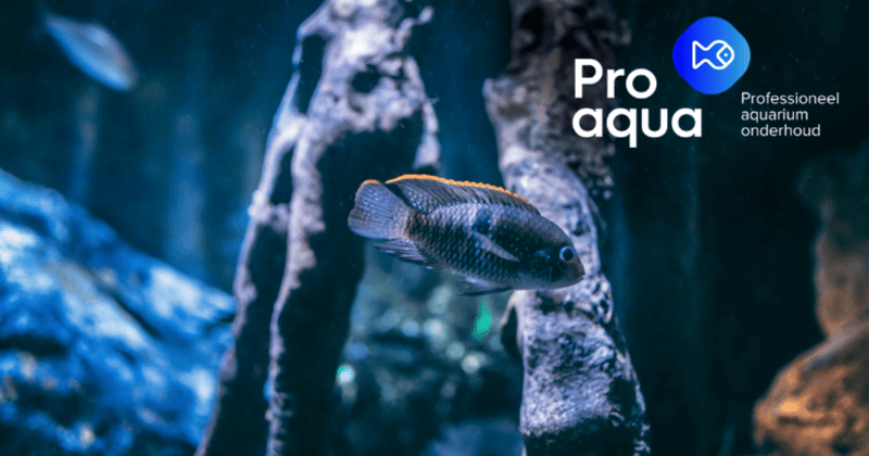 Kies het juiste aquarium en de juiste vissen met deskundig advies